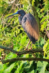Beautiful Blue Bill