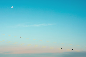 Black crows sit on wires against background of moon in morning. Silhouettes of ravens in moonlight. Minimalist image of birds on blue (cyan) sky with white moon.