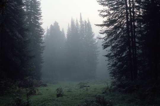 Vintage landscape in dark taiga with coniferous trees on film. Mystic mist in eerie forest in horror style. Atmospheric scanned analog photography with grain and scratch. Lomography of nature.