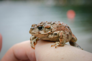 Toad