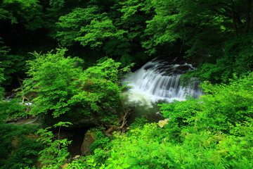 葛丸渓流　新緑の一の滝