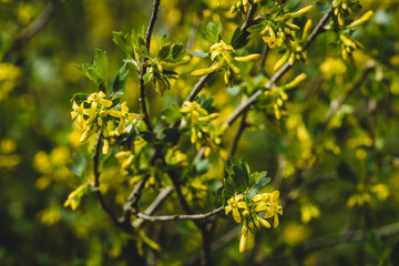 Picturesque background image of bush of blooming golden currant..Beautiful yellow currant flowers blossom in spring.
