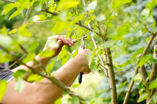 Human hands are cutting branches.