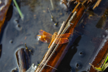 Fototapeta premium The dragonfly brown, red, on a wooden.