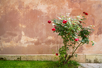 Red roses flower plant tree grown on green grass against pink plaster paint wall on sunshine day, selective focus