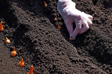 Spring, vegetable garden. Landing onions in the ground.