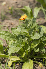 Yellow flower of marigold with green leaves in the garden.