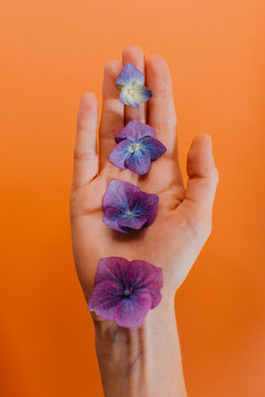 A hand holding a line of purple hydrangea flower petals over an orange background