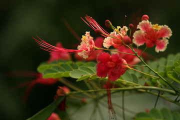 Sanjay Ghandi National Park, Mumbai, India