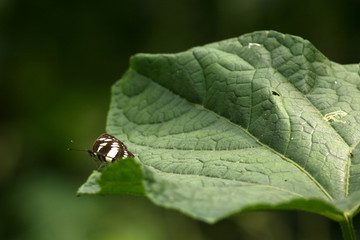 Sanjay Ghandi National Park, Mumbai, India