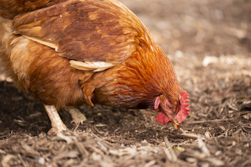 Chicken freely roaming on a farm during the day