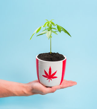 Man holding potted marijuana suggesting its legal use in Canada