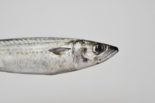 mackerel