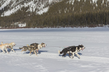 Sled Dogs