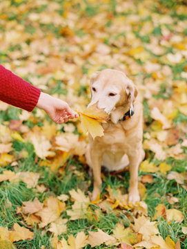 Beautiful dog on autumnal meadow