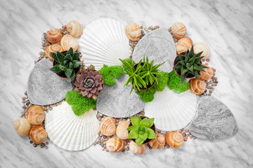 Home decor with succulent plants and seashells