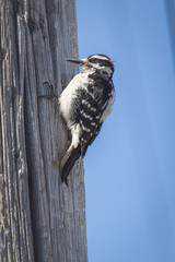 Woodpecker