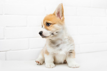 Cute Puppy Corgi Pembroke looking up. Beautiful Small  Welsh  puppy dog  on a white background.