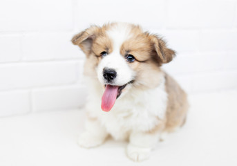 Funny Cute Puppy Corgi Pembroke smilling with tongue and looking at camera. Beautiful Welsh  puppy dog  on a white background..