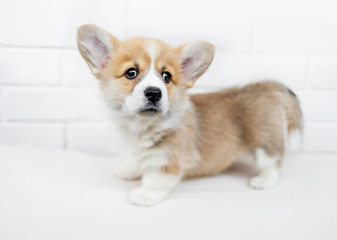 Cute Puppy Corgi Pembroke looking up. Beautiful Small  Welsh  puppy dog  on a white background.