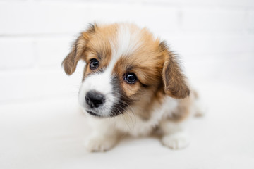 Cute Puppy Welsh Corgi Pembroke  is looking at camera and begging. Beautiful puppy dog on a white background.