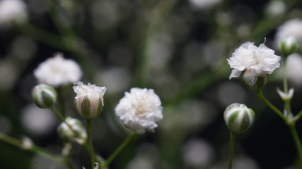 カスミソウのアップ