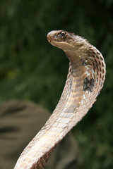 Fototapeta premium Snake Charming, India