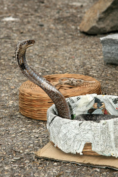 Snake Charming, India