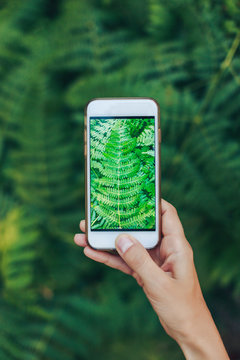 Doing pictures with phone on the ferns