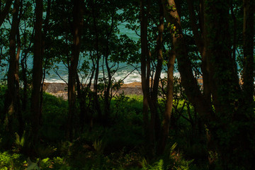 Fototapeta premium Coast through the tree line