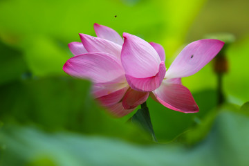 Beautiful pink lotus 