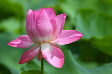 Beautiful pink lotus 