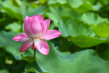 Beautiful pink lotus 