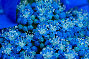 青い紫陽花の花のアップ