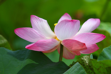 Fototapeta premium Beautiful pink lotus 