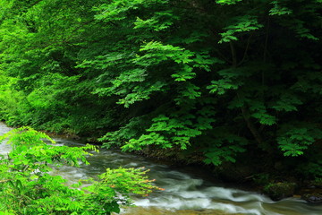 新緑の葛丸渓流