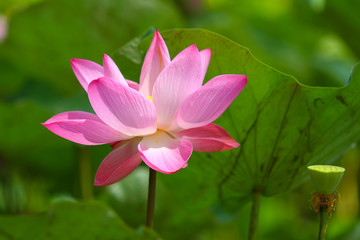 Beautiful pink lotus 