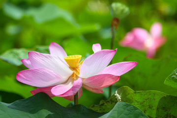 Beautiful pink lotus 