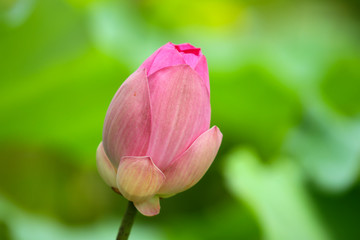 Beautiful pink lotus 