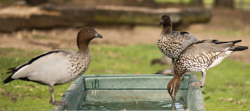 Ducks on the farm drinking water.