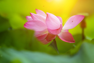 Fototapeta premium Beautiful pink lotus 