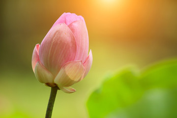 Beautiful pink lotus 