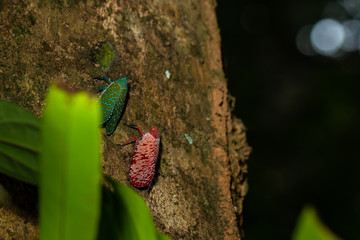 Fulgorid bug fly on the tree.(Pyrops candelaria, Planthopper)