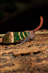 Fulgorid bug fly on the tree.(Pyrops candelaria, Planthopper)