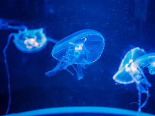 Naklejka na ściany i meble Three jellyfish in the blue light