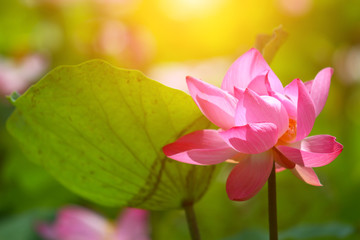 Beautiful pink lotus 