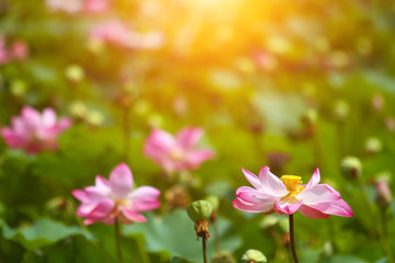 Beautiful pink lotus 