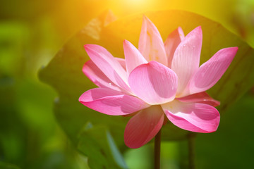 Obraz premium Beautiful pink lotus 