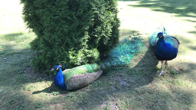 peacock walking on grass. Colorful bird called pheasant or peacock.