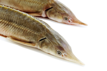 Fresh fish sterlet isolated on white background. Pure fish. Selective focus.